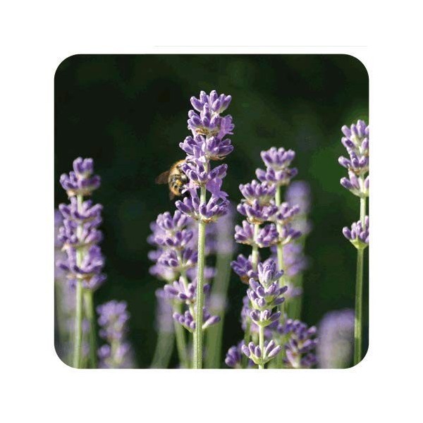 Pranarôm - Lavande aspic Lavandula spica 10 ml 