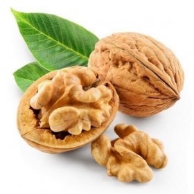 NOYER - 15mL - Macérat de bourgeons BIO