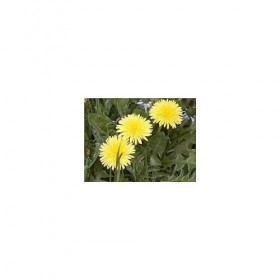 Pissenlit feuille 250 g POUDRE Taraxacum dens leonis
