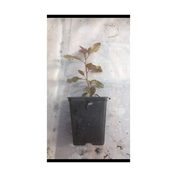 Portal Cool Poirier sauvage Seedlings Pyris communis 