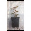 Portal Cool Poirier sauvage Seedlings Pyris communis 