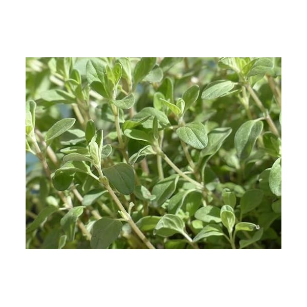 EXTRAIT HYDROALCOOLIQUE de MARJOLAINE DES JARDINS - Origanum majorana BIO 