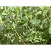 EXTRAIT HYDROALCOOLIQUE de MARJOLAINE DES JARDINS - Origanum majorana BIO 