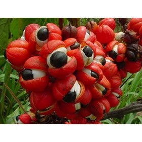 EXTRAIT HYDROALCOOLIQUE de GUARANA - Paullinia cupana BIO 
