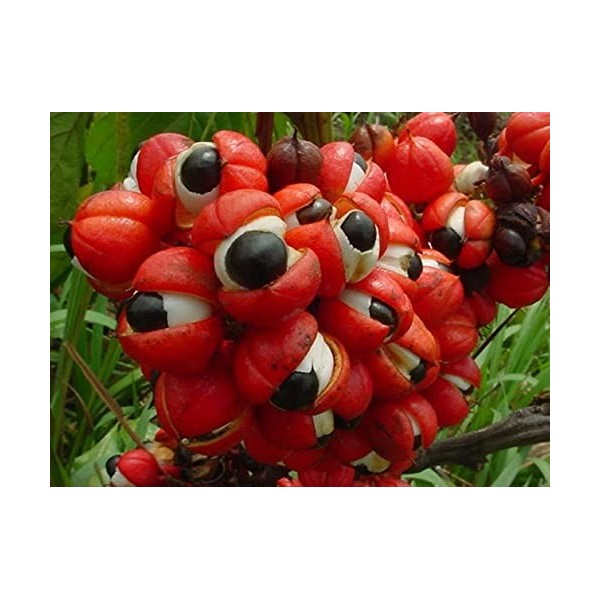 EXTRAIT HYDROALCOOLIQUE de GUARANA - Paullinia cupana BIO 