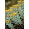 EXTRAIT HYDROALCOOLIQUE de RHODIOLE racine - Rhodiola rosea BIO 