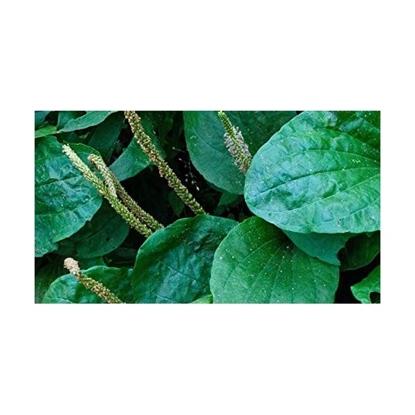 Indigo Herbs Teinture de Plantago major 100ml - Plantain Feuille