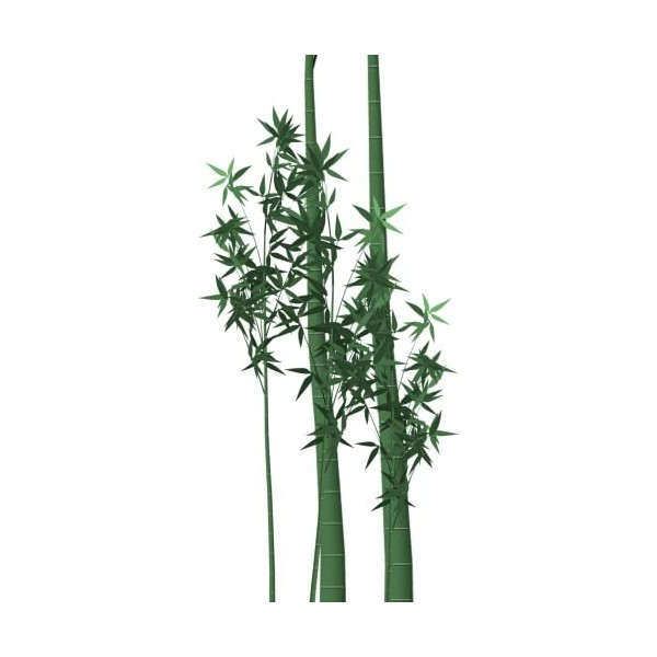 EXTRAIT HYDROALCOOLIQUE de BAMBOU - Bambusa vulgaris BIO 