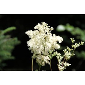 EXTRAIT HYDROALCOOLIQUE de REINE DES PRÉS - Spiraea ulmaria - BIO 
