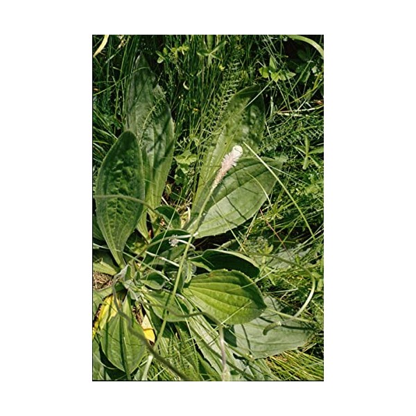 EXTRAIT HYDROALCOOLIQUE de PLANTAIN - Plantago major BIO 