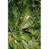 EXTRAIT HYDROALCOOLIQUE de PLANTAIN - Plantago major BIO 