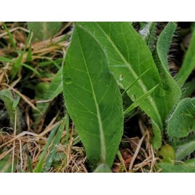 EXTRAIT HYDROALCOOLIQUE de PILOSELLE - Hieracium pilosella BIO 