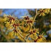 EXTRAIT HYDROALCOOLIQUE d HAMAMÉLIS DE VIRGINIE - Hamamelis virginiana BIO 