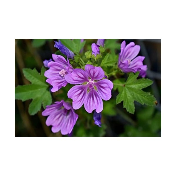 EXTRAIT HYDROALCOOLIQUE de MAUVE DES BOIS - Malva sylvestris BIO 