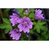 EXTRAIT HYDROALCOOLIQUE de MAUVE DES BOIS - Malva sylvestris BIO 