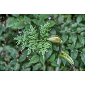 EXTRAIT HYDROALCOOLIQUE d ANGÉLIQUE - Angelica archangelica BIO 