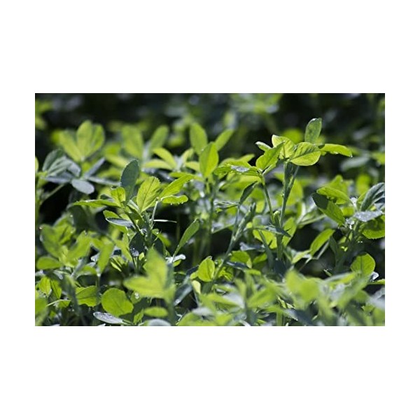 EXTRAIT HYDROALCOOLIQUE de LUZERNE CULTIVÉE - Medicago sativa BIO 