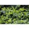 EXTRAIT HYDROALCOOLIQUE de LUZERNE CULTIVÉE - Medicago sativa BIO 