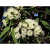 EXTRAIT HYDROALCOOLIQUE dEUCALYPTUS GLOBULEUX - Eucalyptus globulus BIO 