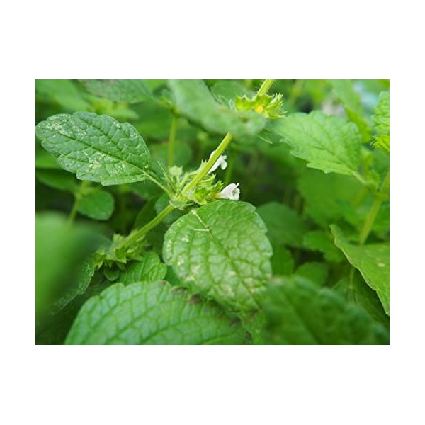 EXTRAIT HYDROALCOOLIQUE de MÉLISSE OFFICINALE - Melissa officinalis BIO 