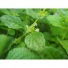 EXTRAIT HYDROALCOOLIQUE de MÉLISSE OFFICINALE - Melissa officinalis BIO 