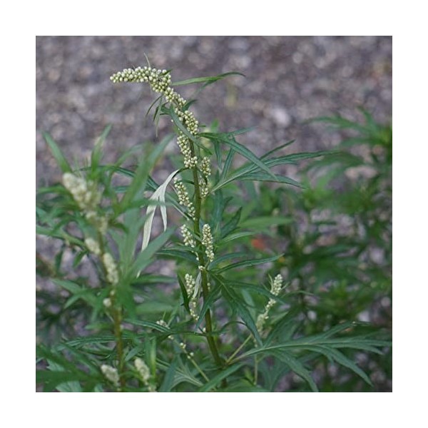 EXTRAIT HYDROALCOOLIQUE d ARMOISE VULGAIRE - Artemisia vulgaris BIO 