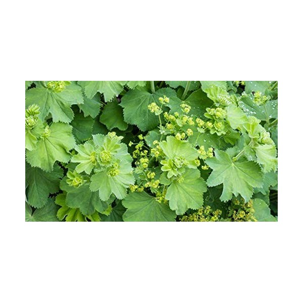 Indigo Herbs Teinture de Alchémille 100ml - Alchemilla vulgaris - Ladys Mantle