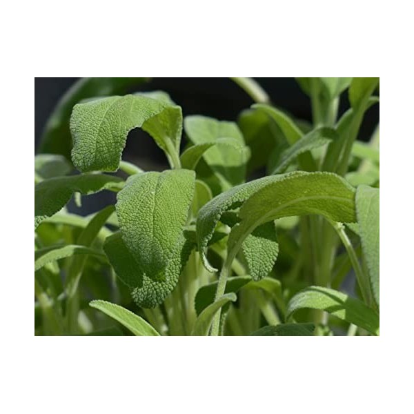 EXTRAIT HYDROALCOOLIQUE de SAUGE OFFICINALE - Salvia officinalis - BIO 