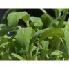 EXTRAIT HYDROALCOOLIQUE de SAUGE OFFICINALE - Salvia officinalis - BIO 