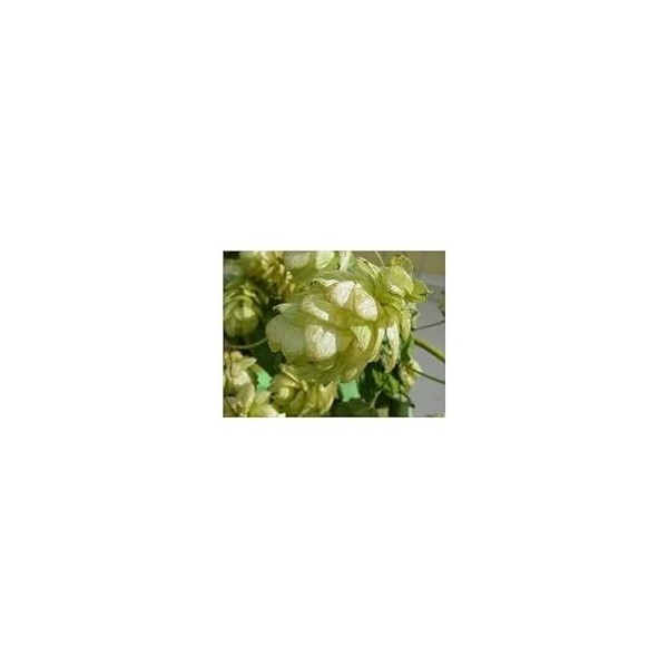 Houblon Demi Vert 250 g POUDRE Humulus lupulus