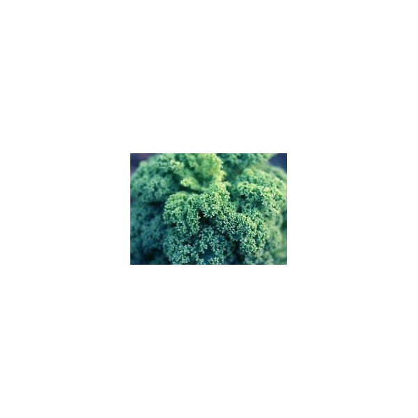 20600mg Nani semi blu arricciato Kale ~ 7400 Conte sano Superfood inverno Veggie