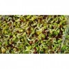 Bulk * 50 *Sprouting Mix * Health Blend * Powerhouse of Nutrition