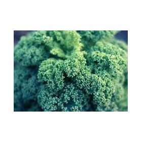 Seeds 2050mg Nani seeds curled blue kale ~ 50 count healthy superfood winter veggie