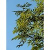 EXTRAIT HYDROALCOOLIQUE de FRÊNE ÉLEVÉ - Fraxinus excelsior BIO 