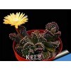 Vistaric Gran promoción!10 Piezas/Paquete Hermosas semillas de flores raras cactus Suculentas semillas kaktus lithops plantas