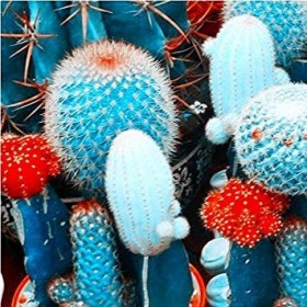 Vistaric Gran promoción!50 unids/pack hermosas semillas de flores raras * cactus Suculentas semillas kaktus lithops híbridas 