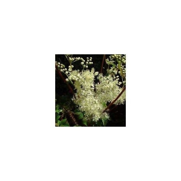 Reine des prés plante Ulmaire 250 g POUDRE Spiraea ulmaria