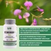 SFB Laboratoires - Desmodium + Bio - Détox du Foie - Fonctionnement Hépatique - Riche en Minéraux et Vitamines - 30 gélules