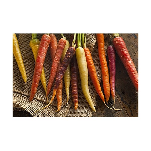 330 mg Rainbow Semi Mix Carrot ~ 140 ct White Yellow Purple Red Root Veggie: Only Seeds