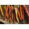 330 mg Rainbow Semi Mix Carrot ~ 140 ct White Yellow Purple Red Root Veggie: Only Seeds