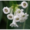 CESTRUM DIURNUM | White jasmine chocolate | Jessamine day | 10_seeds: Only Seeds