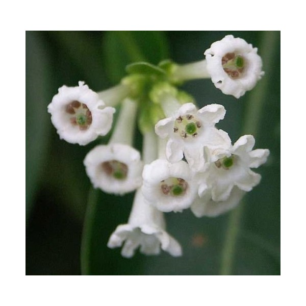 CESTRUM DIURNUM | White jasmine chocolate | Jessamine day | 10_seeds: Only Seeds