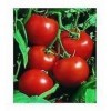 Seeds by Rutger improved tomato! 20 seeds! GOOD TASTE! Hair comb. S/h see our shop!: Only Seeds