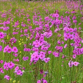 20 Flowering Japanese Quince Seeds - Chaenomeles Speciosa Bonfire: Only Seeds