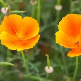 Laboratoire Floralpina - Ménopause 120 gélules - confort pendant la ménopause, diminuer les sueurs nocturnes