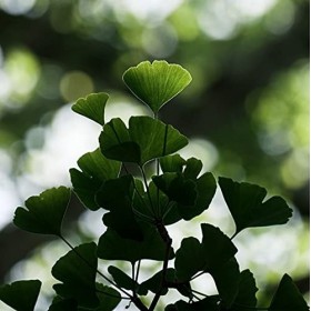 Laboratoire Floralpina - Microcircul 120 gélules - Complexe Circulatoire à base de ginkgo, dhamamélis, de vigne rouge et de