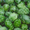 Houblon 120 gélules - effet relaxant et soporifique et aide à soulager la tension nerveuse légère - 20 jours de cure - Fabriq