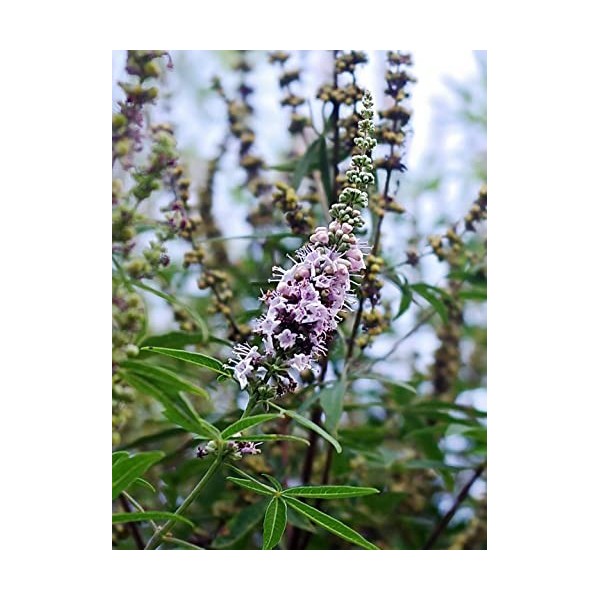 EXTRAIT HYDROALCOOLIQUE de GATTILIER - Vitex agnus-castus BIO 