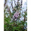 EXTRAIT HYDROALCOOLIQUE de GATTILIER - Vitex agnus-castus BIO 