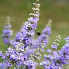 Gattilier 120 gélules - Idéal durant le cycle menstruel - Complément alimentaire formulé exclusivement à partir du Gattilier 